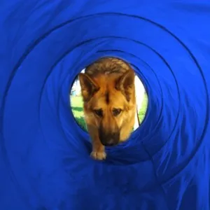 Agility Tunnel