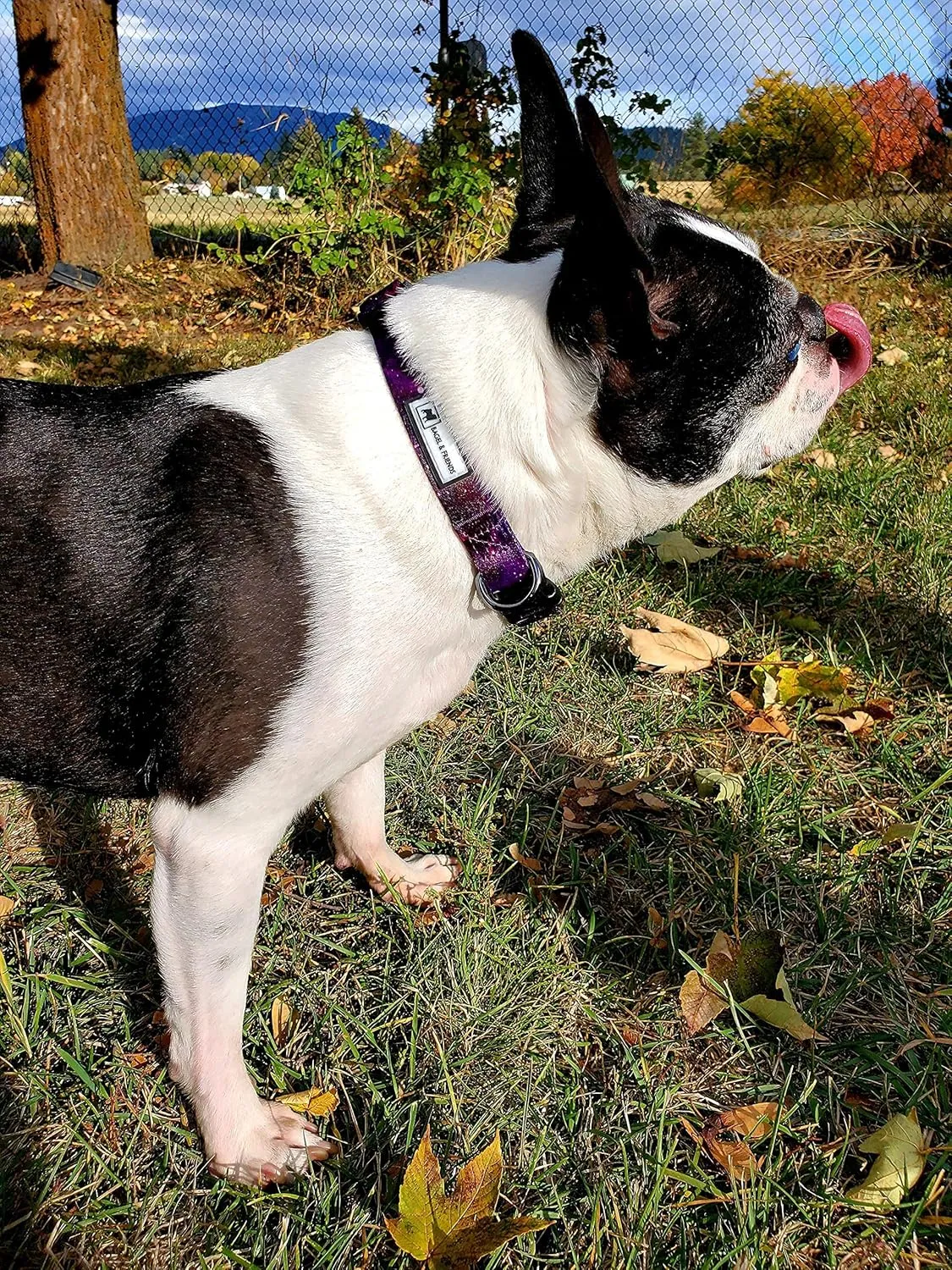 Bagel & Friends Matching Dog Collar & Leash Set XSmall, Small, Medium, Large for boy, Male, Female, Girl Dogs and Puppy (Large, Purple Galaxy)