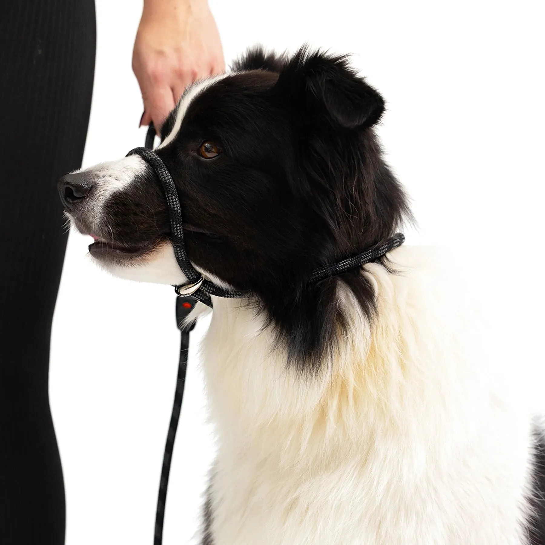 EzyDog Luca Leash Collar Combo
