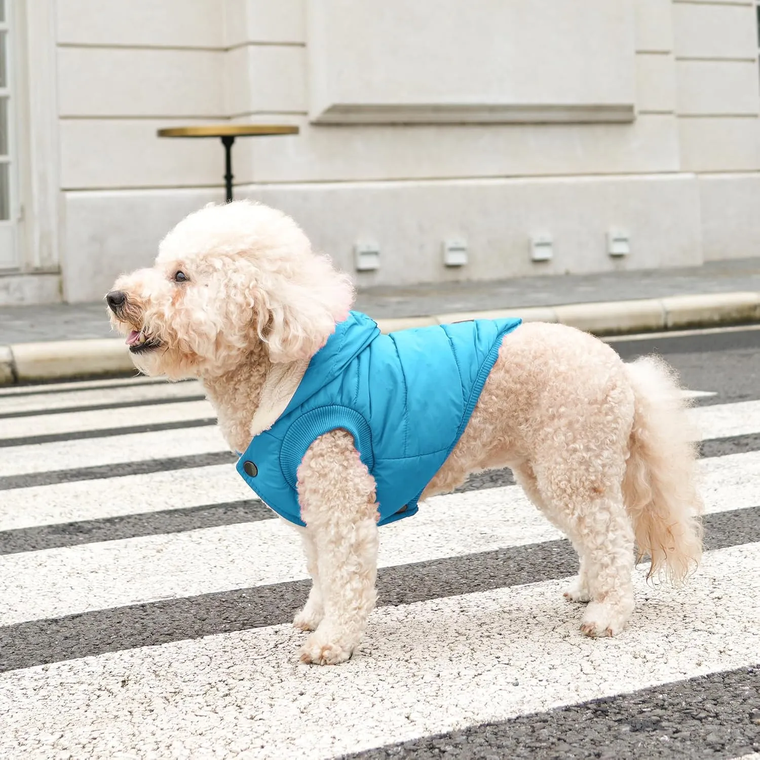 Fleece Lining Extra Warm Dog Hoodie in Winter for Medium Dogs Jacket Pet Coats with Hooded,Light Blue L