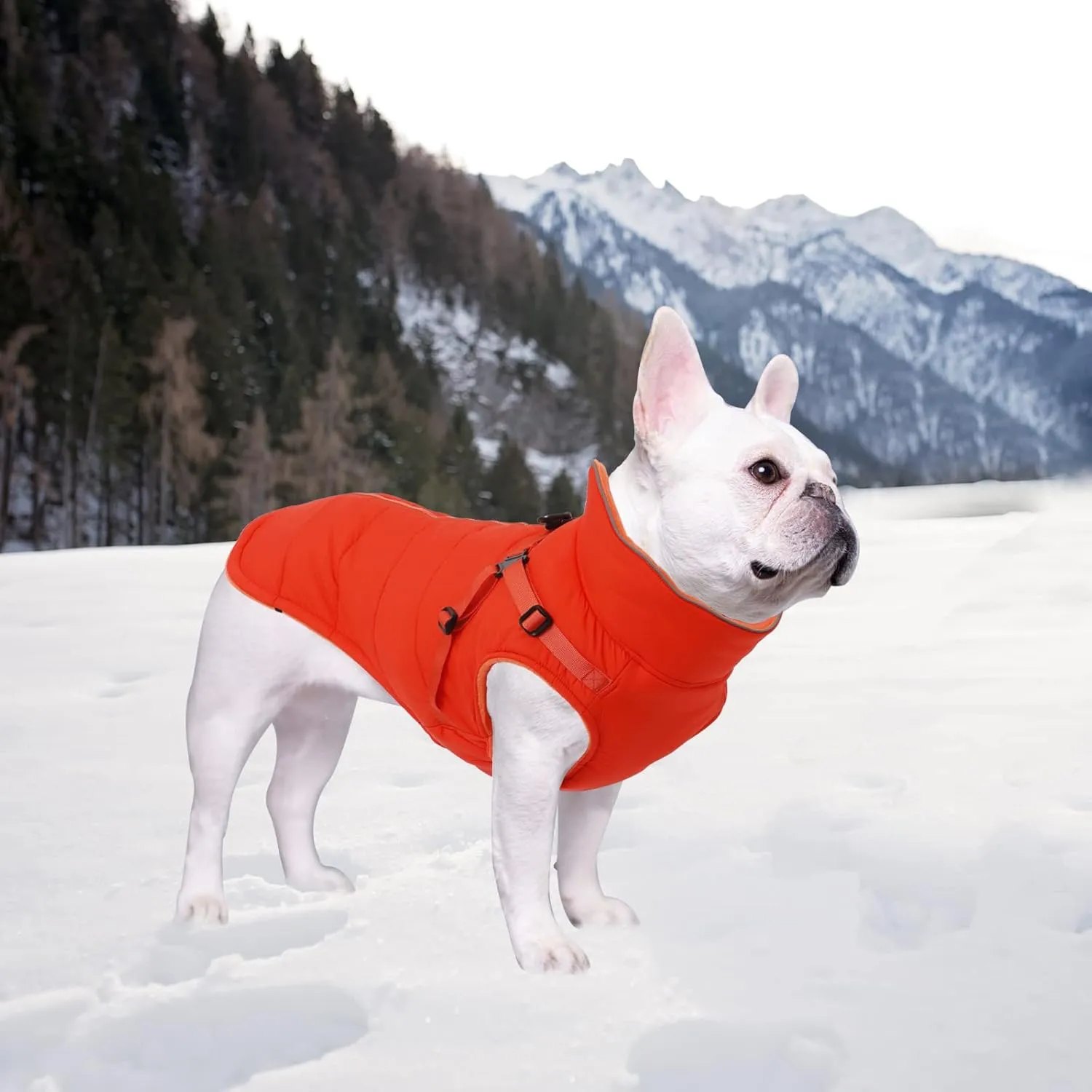 Geyecete Winter Warm Coat Waterproof Dog Winter Jacket with Harness Traction Belt,Windproof Pet Outdoor Jacket Dog Autumn-Orange-L