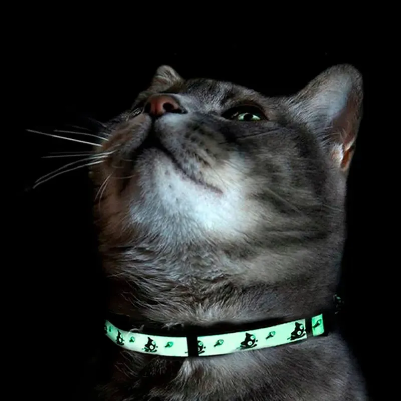 Halloween Glow In The Dark Cat Collar