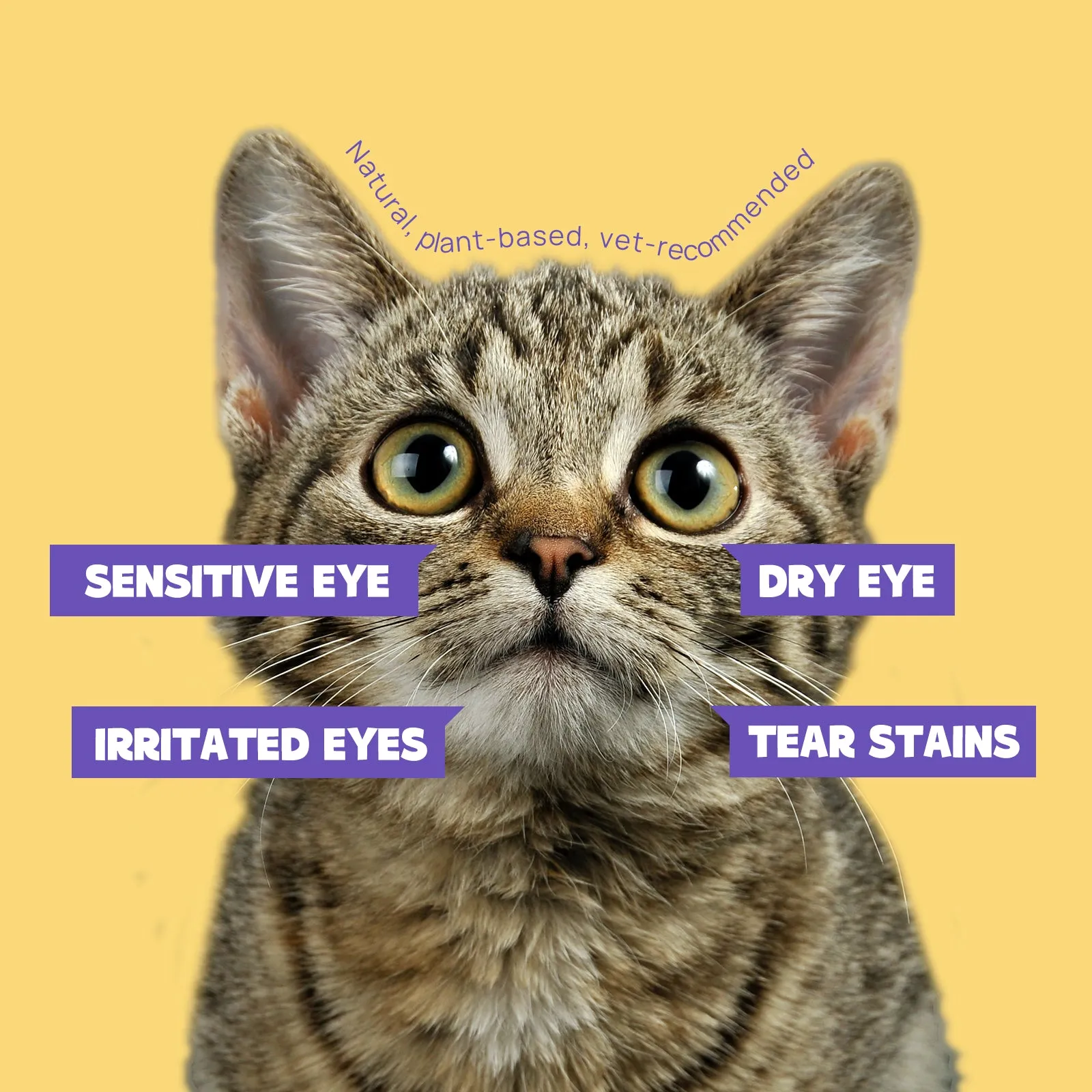 HICC Pet® Hypoallergenic Pet Eye Wipes For Cats, Coconut Scent, 100 Pads, Set of 2