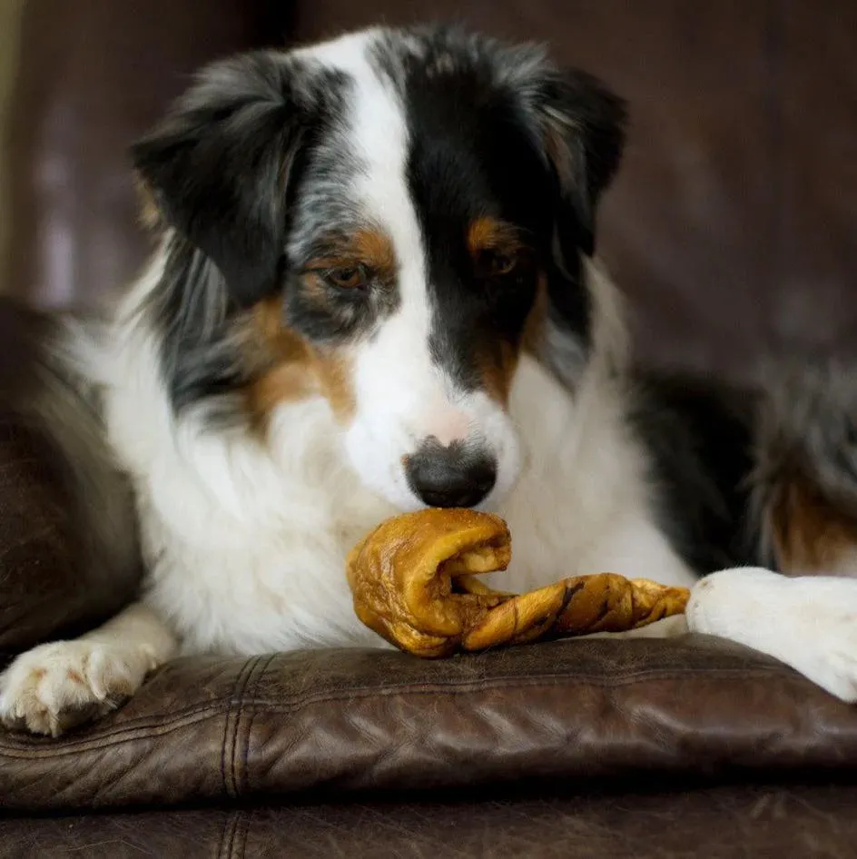 Natural Pig Ears Dog Chews - 10 Pack