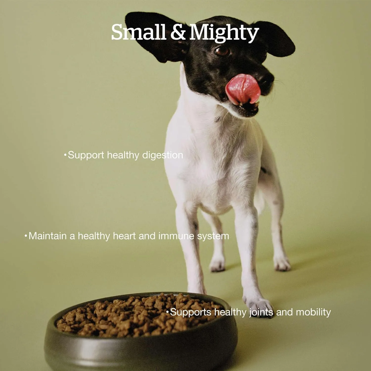Now Fresh Grain-Free, Dry Dog Food, Small Breed Kibble, Real Meat and Fish, Turkey, Salmon and Duck Senior Recipe, 22 lb Bag
