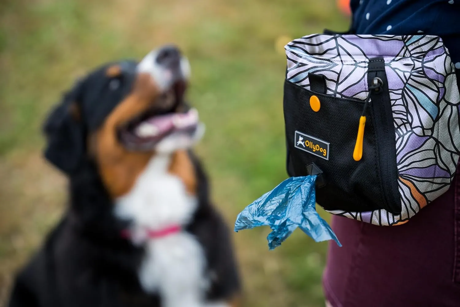 OllyDog Backcountry Day Bag | Hands-Free Dog Training Treat Pouch | Fanny/Hip Pack with Zipper Closure & Built-in Poop Bag Dispenser | Removable Waist Clip (Bloom)