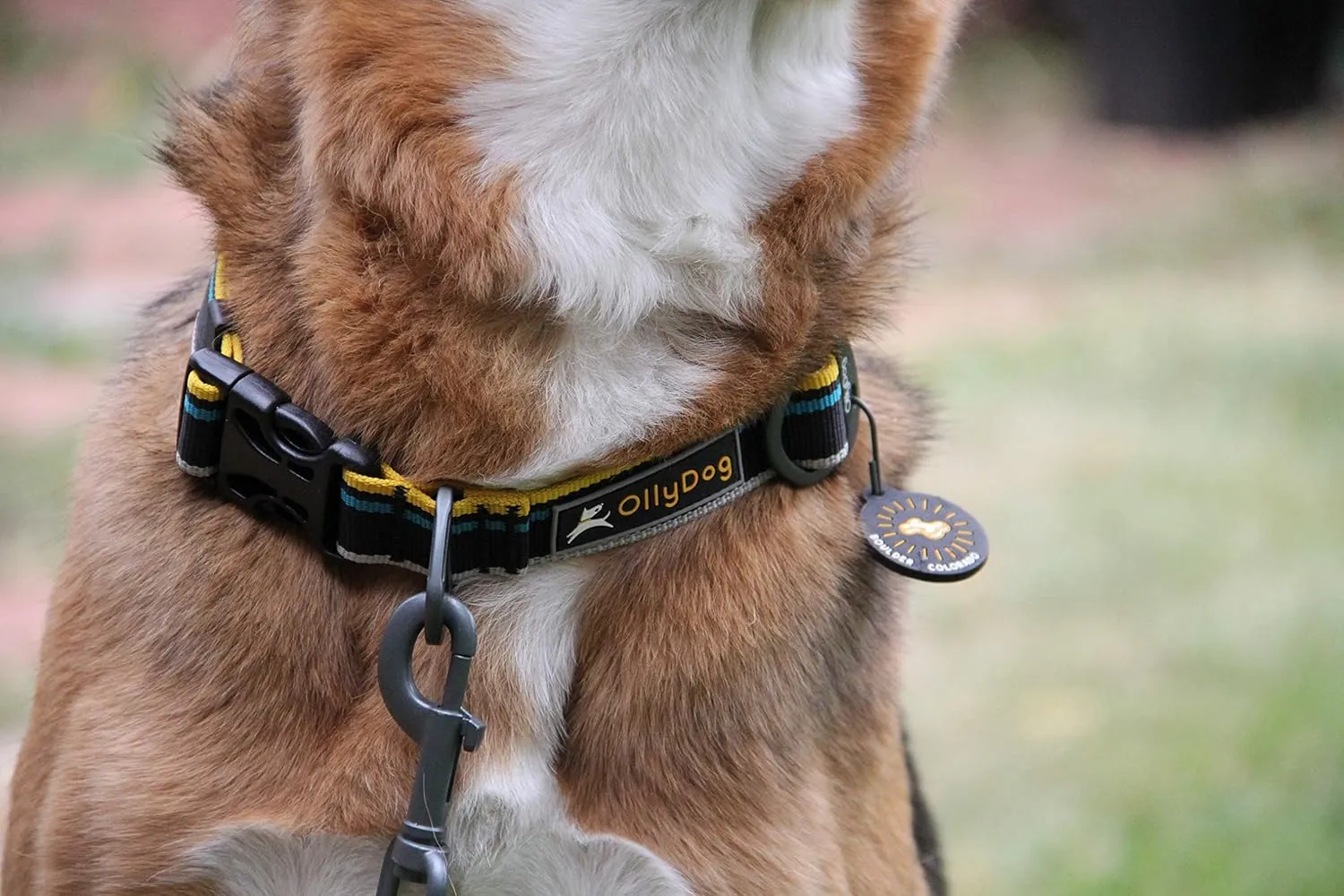 OllyDog Urban Journey Reflective Dog Collar with Sturdy Buckle, Lightweight Training Collar for Large, Medium and Small Dogs (Large, Anthracite)