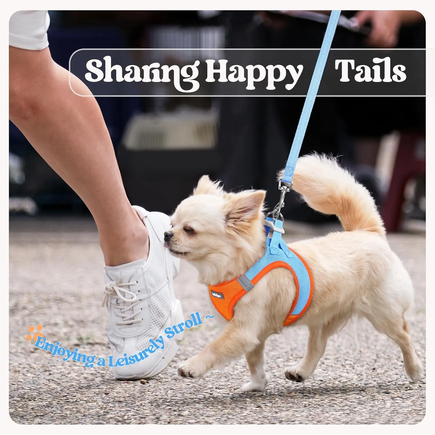 rabbitgoo Dog Harness Small Sized and Leash Set, Step in Soft Light Puppy Vest, Breathable Mesh Pet Harness, Reflective for Safe Easy Walking, Blue & Orange XXS