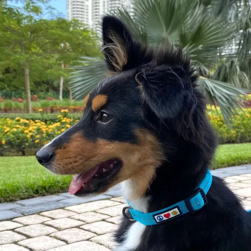 Recycled Reflective Dog Collar