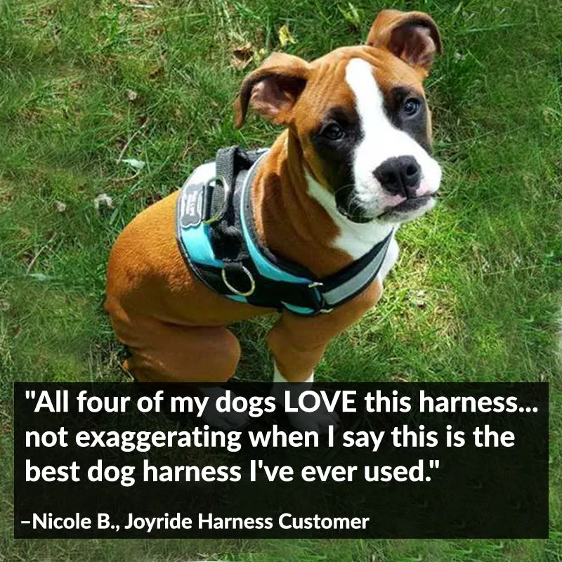 Teal Ocean Joyride Basic Essential Dog Harness 1.0
