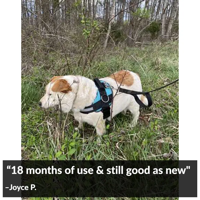 Teal Ocean Joyride Basic Essential Dog Harness 1.0