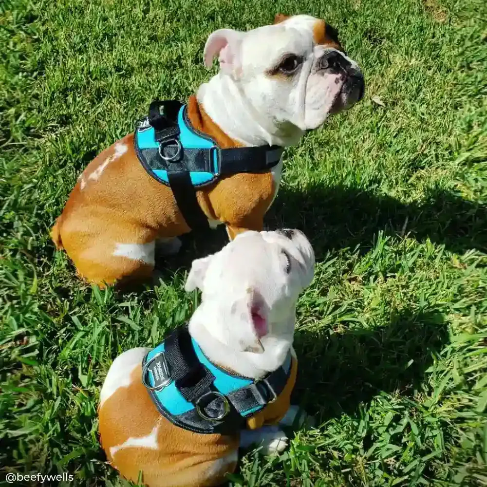 Teal Ocean Joyride Basic Essential Dog Harness 1.0