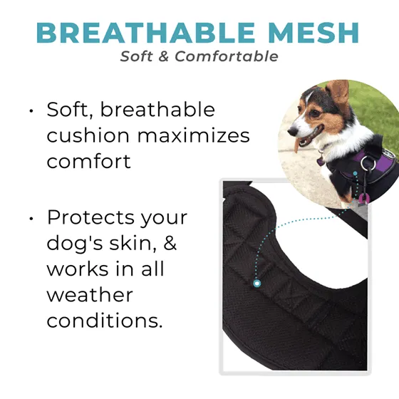 Teal Ocean Joyride Basic Essential Dog Harness 1.0