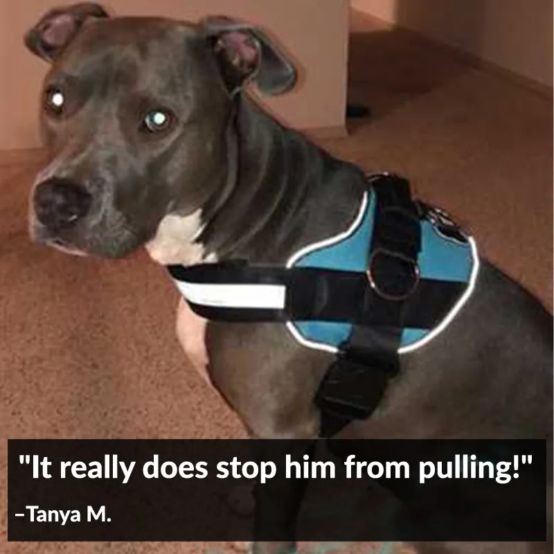 Teal Ocean Joyride Basic Essential Dog Harness 1.0