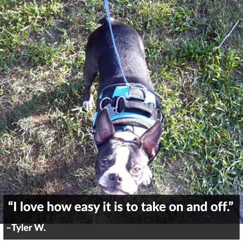Teal Ocean Joyride Basic Essential Dog Harness 1.0