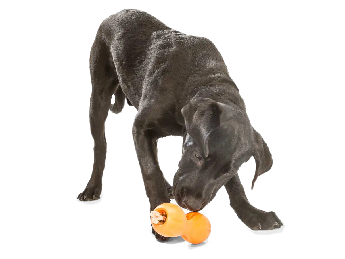 Zogoflex Qwizl by West Paw