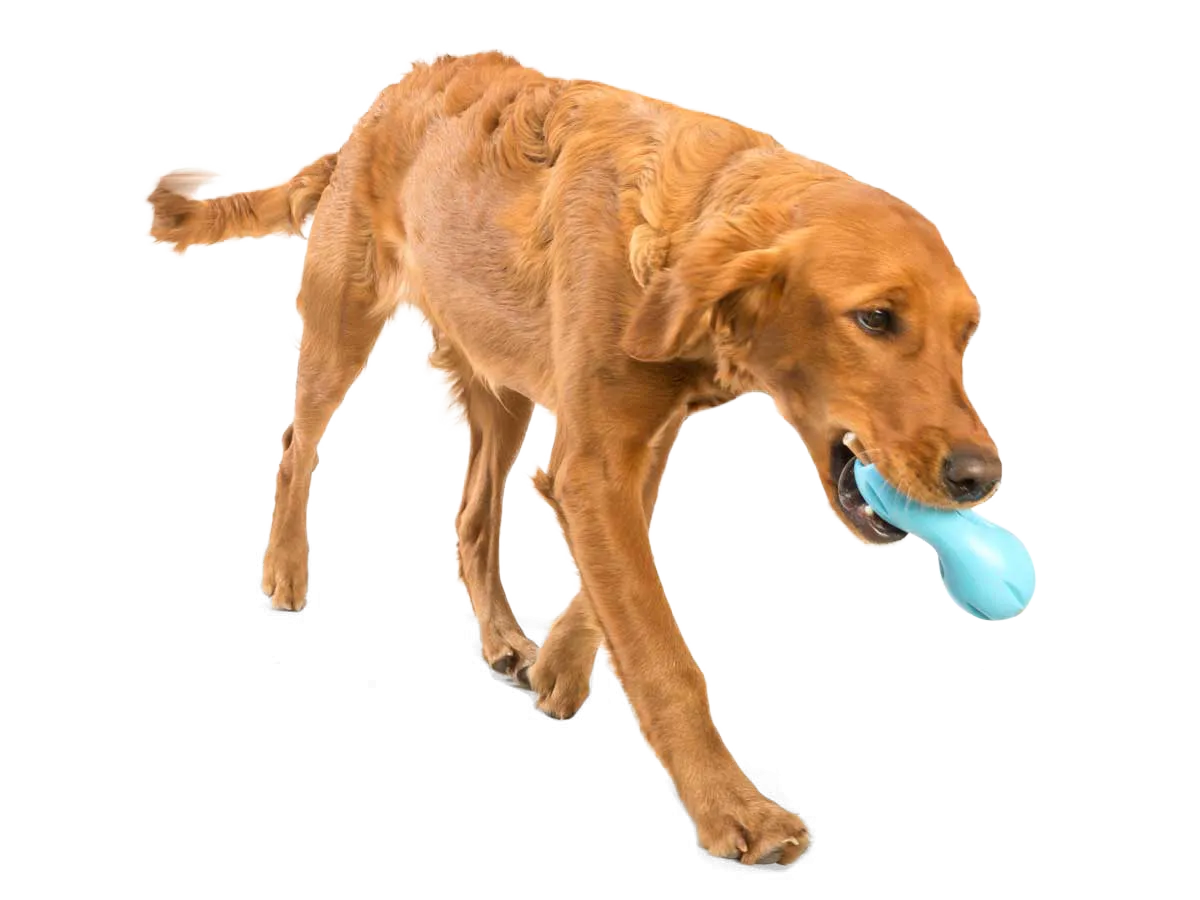 Zogoflex Qwizl by West Paw